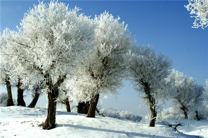 图八：都说轮台胡杨甲天下，其实雪后胡杨更漂亮.jpg