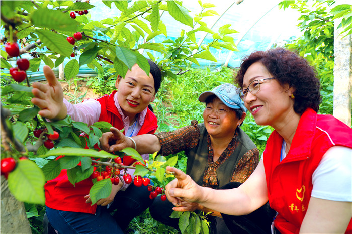938546ab9bff1f0f9464ba247a456b59.jpg 2.“红了樱桃、绿了芭蕉”。夏至将至,和硕县特吾里克镇光明中心社区居民杨恭玉家樱桃已经成熟,一个个红彤彤、圆润润,惹人喜爱,吸引了许多游客来采摘、品尝。(和硕县纪委监委 王子阳 摄).jpg
