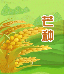 长图丨芒种