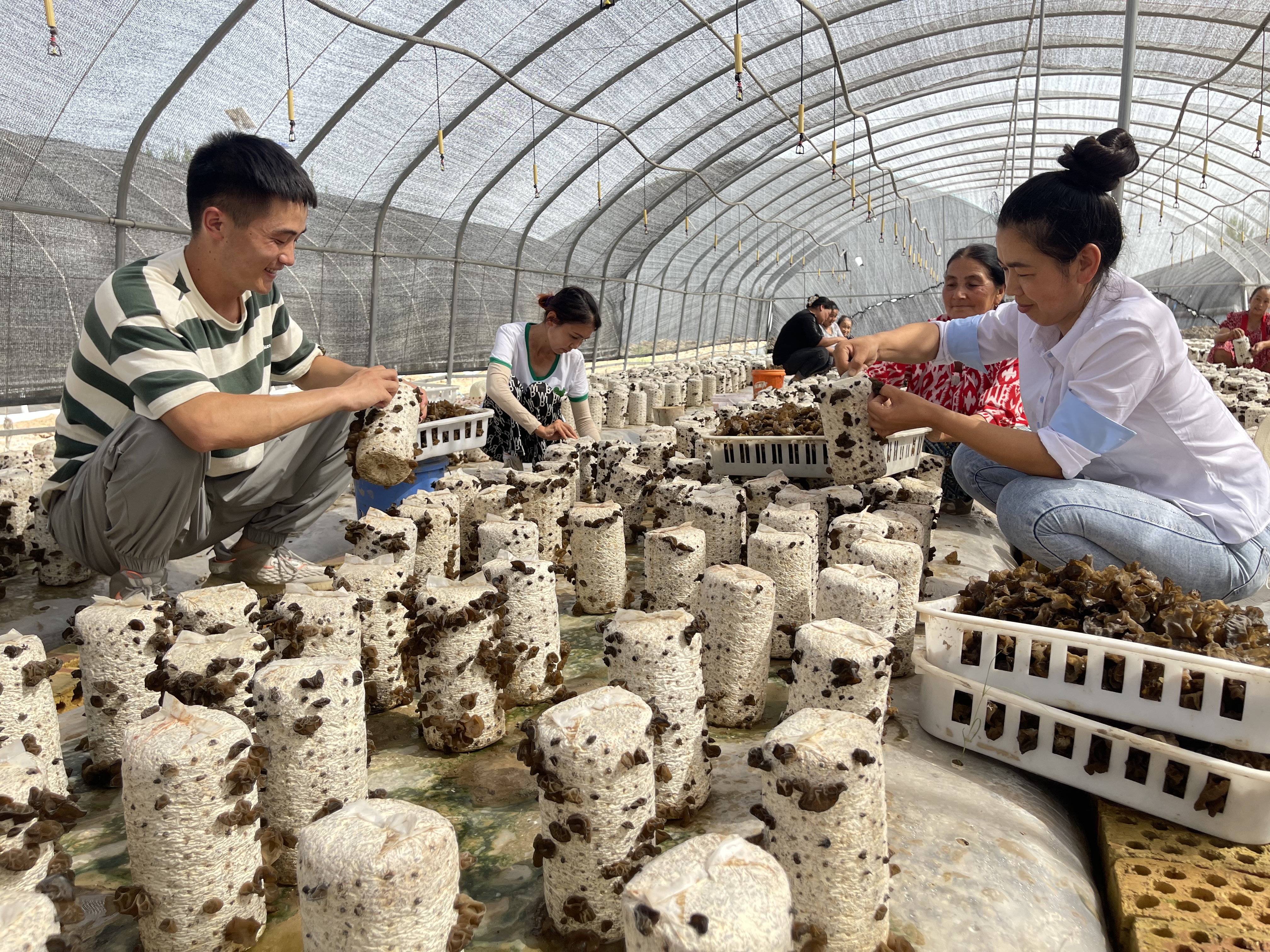 6.盛夏时节，是黑木耳丰收的季节，走进轮台县哈尔巴克乡卡西比西村黑木耳生产基地处处洋溢着丰收的喜悦，晾晒场上成片成片的黑木耳在阳光的照耀下正完美的变身。（轮台县纪委监委）.jpg